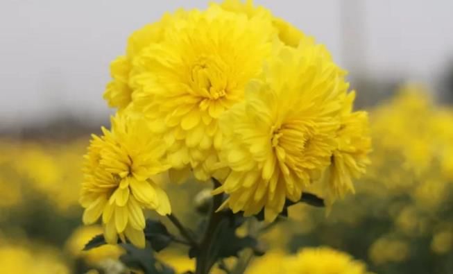 千畝云臺(tái)冰菊盛開，誠(chéng)邀您蒞臨免費(fèi)參觀！